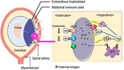 New Paradigm in the Role of Regulatory T Cells During Pregnancy